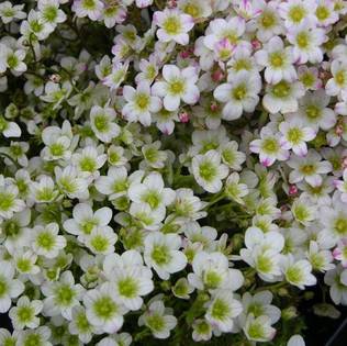 Patjarikko Schneeteppich - Perennat - 75051 - 2