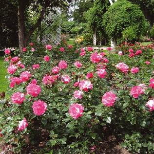 Puistoruusu Romanze - Puistoruusut - 31791 - 2