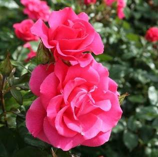 Puistoruusu Romanze - Puistoruusut - 31791 - 1