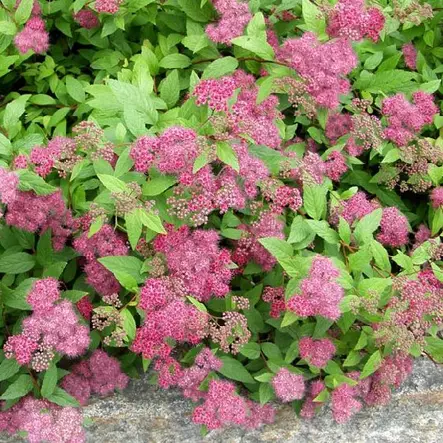 Ruusujapaninangervo Froebelii - Koristepensaat - 4681 - 1