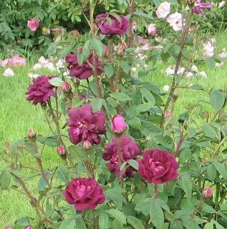 Sammalruusu Nuits de Young - Puistoruusut - 2401 - 1