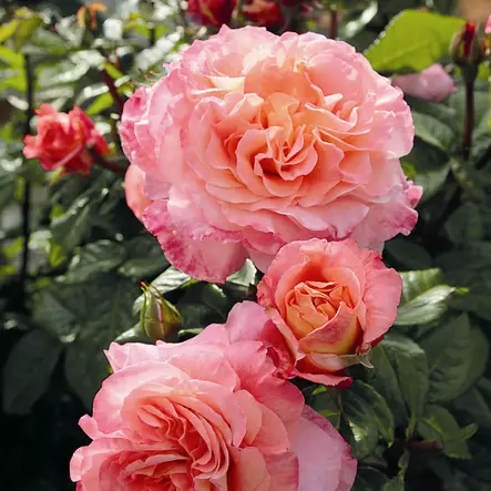 Suurikukkainen ruusu Augusta Luise - Ryhmäruusut - 32061 - 2