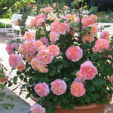 Suurikukkainen ruusu Augusta Luise - Ryhmäruusut - 32061 - 1