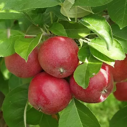 Syysomena Sandra - Omenapuut - 1131 - 1