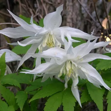 Tarha-alppikärhö Albina Plena - Köynnöskasvit - 5251 - 1