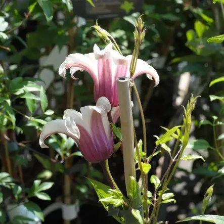 Tarhalyhtykärhö Princess Kate - Köynnöskasvit - 50741 - 2