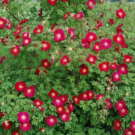 Tarhapimpinellaruusu Tove Jansson - Puistoruusut - 27071 - 2