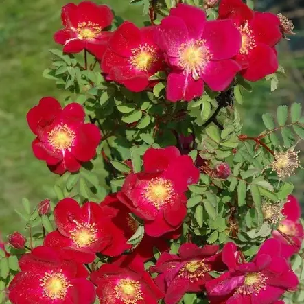 Tarhapimpinellaruusu Tove Jansson - Puistoruusut - 27071 - 1