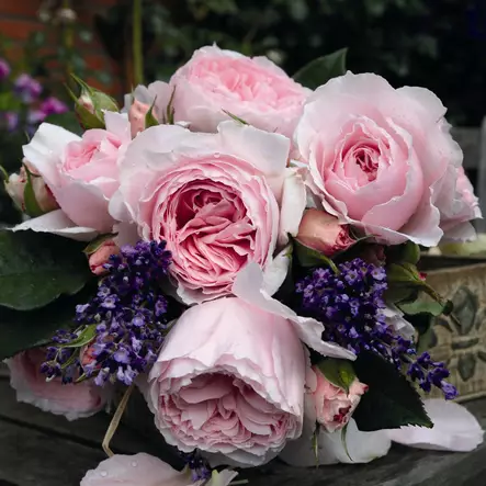 Tertturuusu Gartenträume - Ryhmäruusut - 31461 - 1