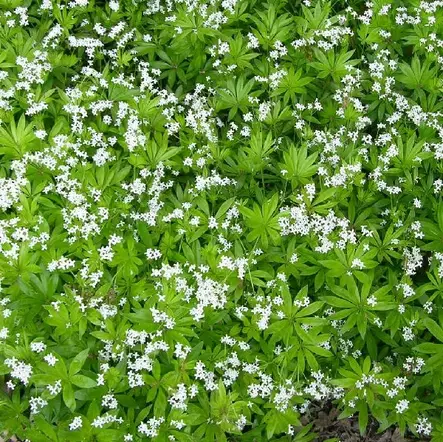 Tuoksumatara - Perennat - 72201 - 1