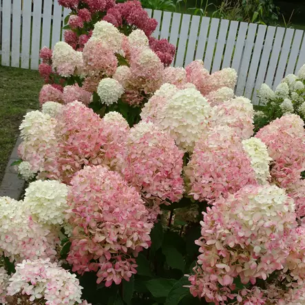 Japaninhortensia Mojito - Koristepensaat - 45921 - 2