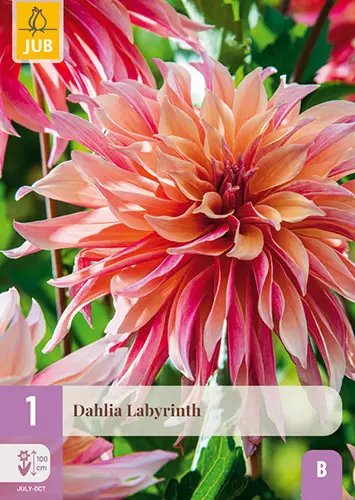 Daalia Labyrinth 1 kpl/pkt - Daaliat - 8712438991301 - 1