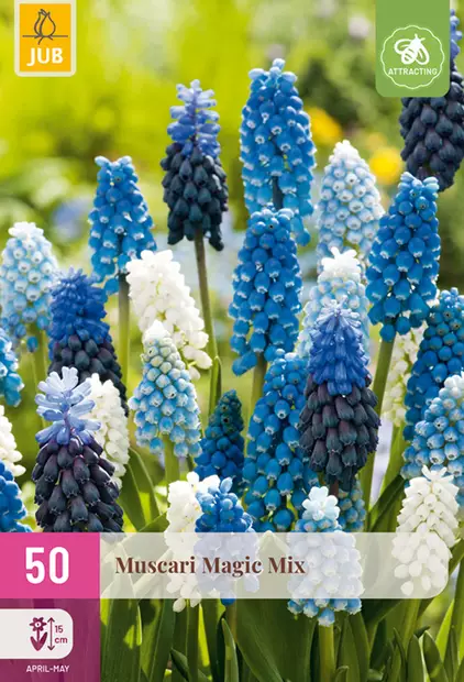 Helmilija Magic mix 50 kpl/pkt - Liljat - 8712438543821 - 1