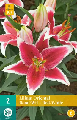 Idänlilja Oriental Red-White 2 kpl/pkt - Liljat - 8712438975141 - 2
