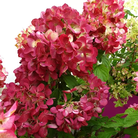 Japaninhortensia Bloody Marie rungolla - Koristepuut - 45701 - 1