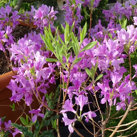 Kevätatsalea - Alppiruusut ja atsaleat - 3561 - 2