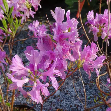 Kevätatsalea - Alppiruusut ja atsaleat - 3561 - 1