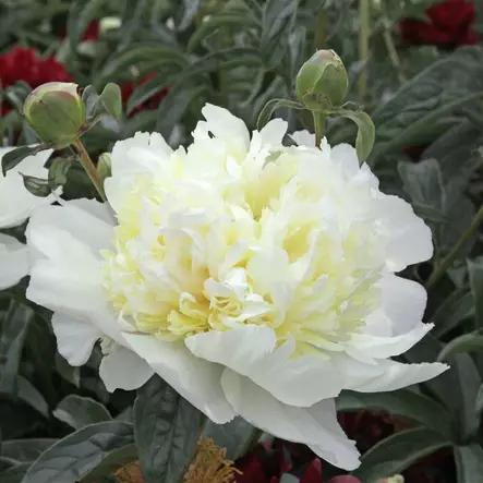 Kiinanpioni Honey Gold - Perennat - 74021 - 1