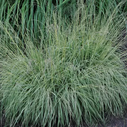 Kirjosiniheinä Variegata - Koristeheinät - 73661 - 1