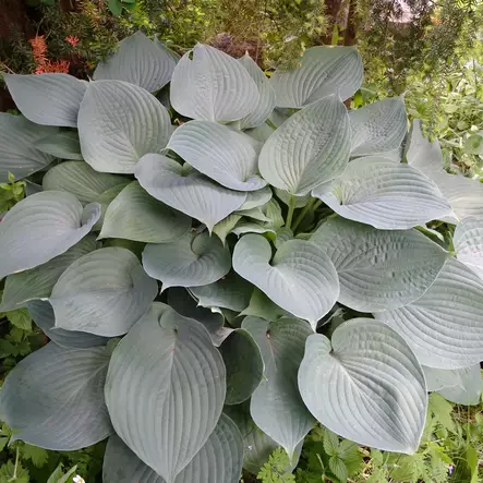 Komeasinikuunlilja Elegans - Perennat - 72611 - 1