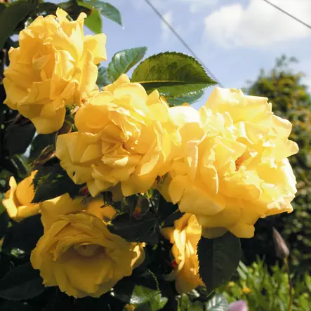 Köynnösruusu Dukat - Köynnösruusut - 30631 - 1