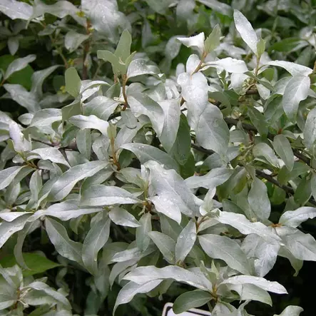 Lännenhopeapensas - Koristepensaat - 4561 - 1