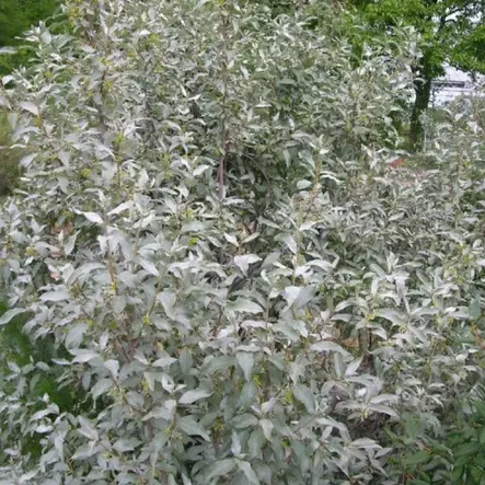 Lännenhopeapensas - Koristepensaat - 4561 - 2