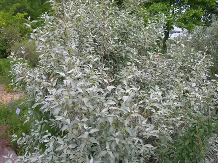 Lännenhopeapensas - Koristepensaat - 4561 - 2