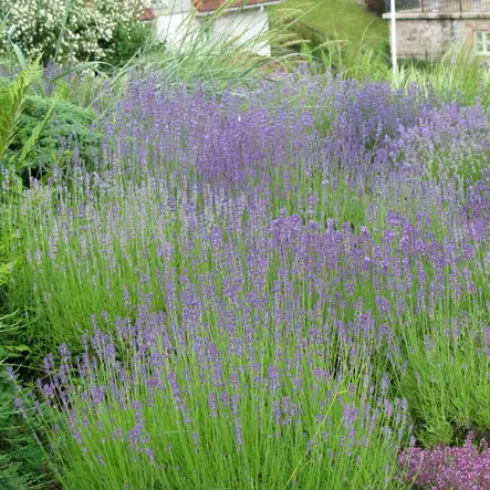 Laventeli Hidcote Blue P9 - Perennat - 72951 - 1