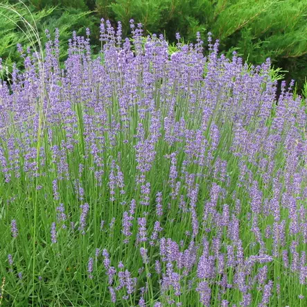 Laventeli Hidcote Blue P9 - Perennat - 72951 - 2