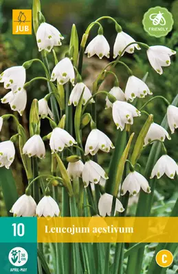 Lumipisara AESTIVUM 10 kpl - Muut kukkasipulit - 8712438520631 - 1