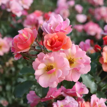 Maanpeittoruusu Jazz - Ryhmäruusut - 31531 - 2