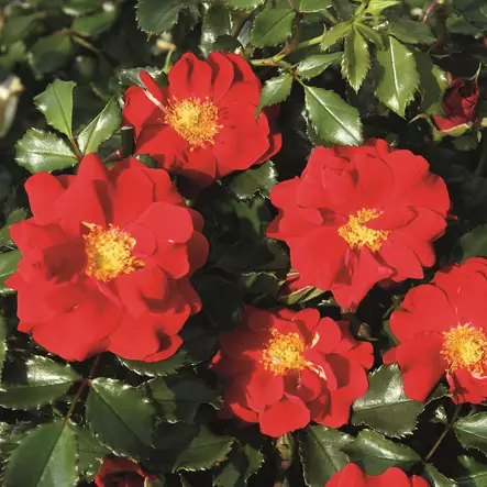 Maanpeittoruusu Salsa - Ryhmäruusut - 31811 - 2