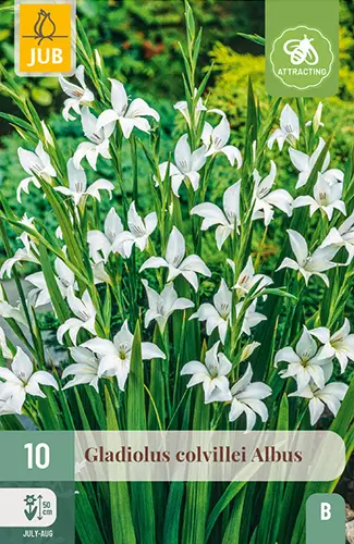 Miekkalilja Colvillei Albus 10 kpl/pkt - Miekkaliljat - 8712438617751 - 1