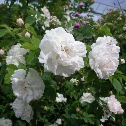 Neidonruusu Maxima - Puistoruusut - 23271 - 1