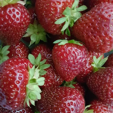 Puutarhamansikka Frida 10 kpl/kenno - Mansikat - 21911 - 1