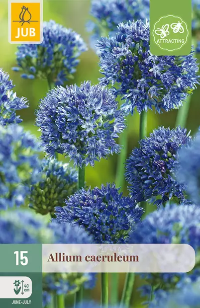 Sinilaukka Caeruleum 15 kpl/pkt - Laukat - 8712438517051 - 1