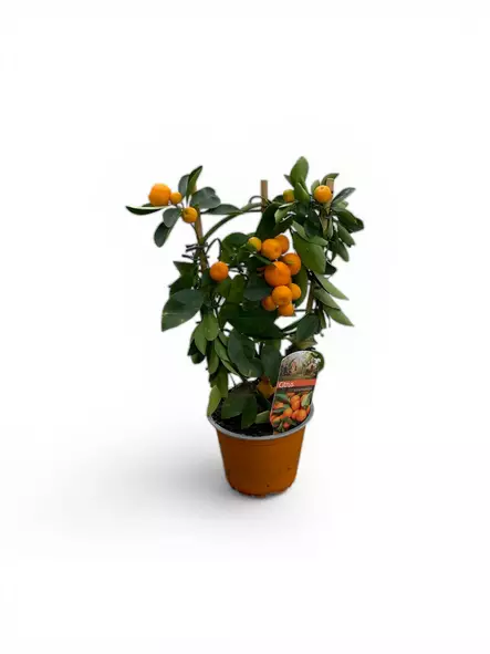 Sitrus Calamondino ø20 cm - Kesä- ja kausikukat - 2001201 - 2