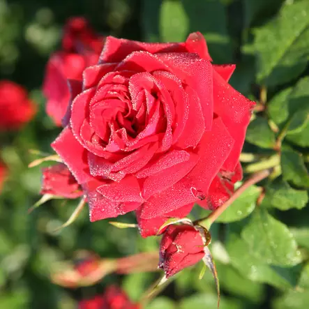 Tertturuusu Viiniruusu - Ryhmäruusut - 31561 - 1