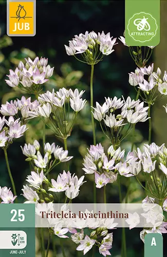 Triteleia 25 kpl/pkt - Muut kukkasipulit - 8720873001141 - 1
