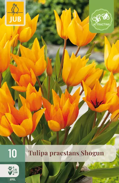 Tulppaani Praestans Shogun 10 kpl/pkt - Tulppaanit - 8712438997891 - 1