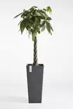 Ecopots Ruukku Rotterdam High 70 cm - Ecopots ruukut ja lautaset - 5411942747611 - 8