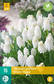Helmililja White Magic 15 kpl/pkt - Liljat - 8712438521331 - 2