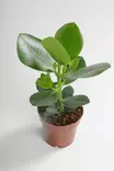 Klusia ø12 cm -  - 150251 - 1