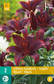 Värlilja Asiatic Black 2 kpl/pkt - Liljat - 8712438520761 - 2
