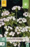 Triteleia 25 kpl/pkt - Muut kukkasipulit - 8720873001141 - 1