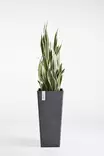 Ecopots Ruukku Rotterdam High 70 cm - Ecopots ruukut ja lautaset - 5411942747611 - 6