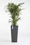 Ecopots Ruukku Rotterdam High 70 cm - Ecopots ruukut ja lautaset - 5411942747611 - 7