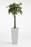Ecopots Ruukku Rotterdam High 70 cm - Ecopots ruukut ja lautaset - 5413724303411 - 4