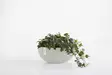 Ecopots Ruukku Sofia Wall 43 cm - Ecopots ruukut ja lautaset - 5413724304661 - 6